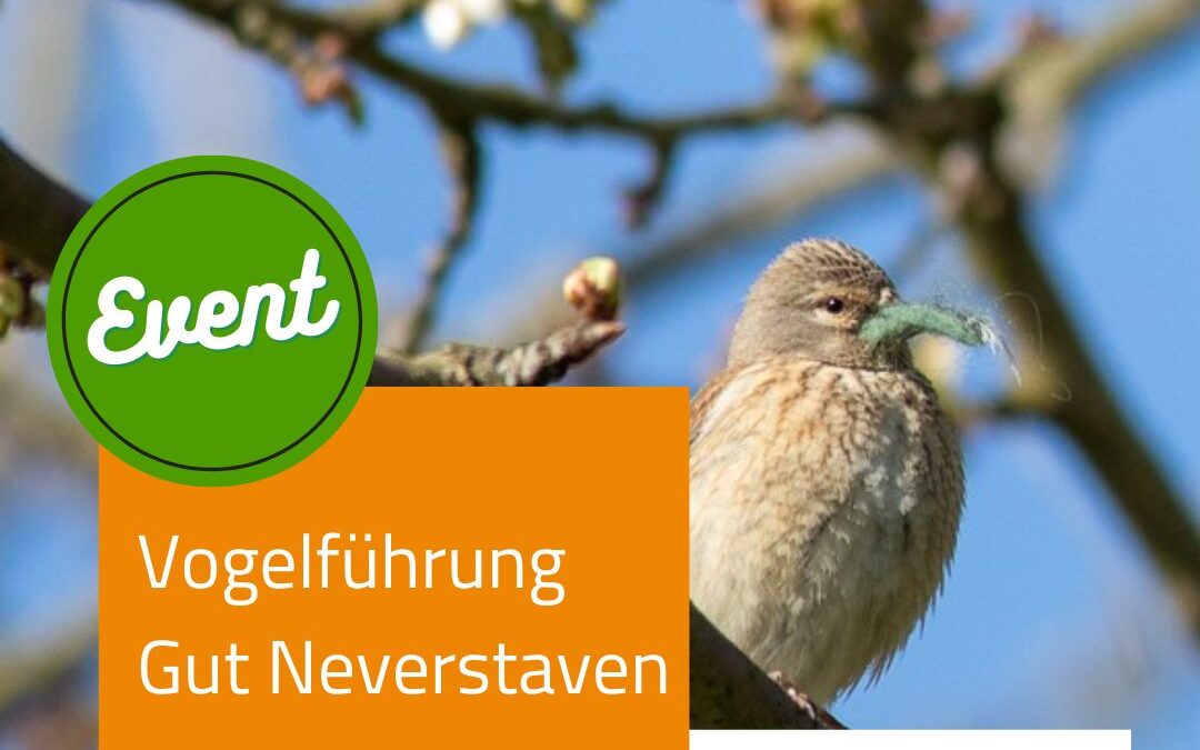 Vogelarten Schleswig Holstein – Vogelführung auf Gut Neverstaven