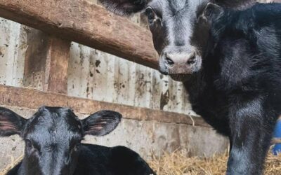 Kälber Kita: Kälberaufzucht verbessert Leben